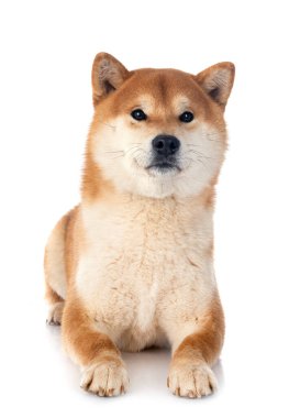 Beyaz arkaplan önünde shiba inu