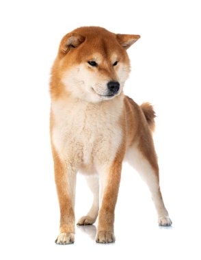 Beyaz arkaplan önünde shiba inu