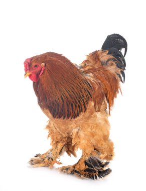 Beyaz arka planda Brahma tavuğu