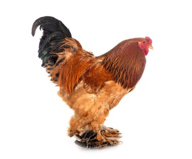 Beyaz arka planda Brahma tavuğu
