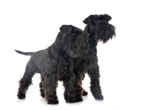 Miniatűr Schnauzer Előtt Fehér Háttér — Stock Fotó