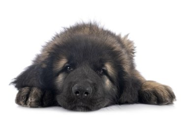 Beyaz arka planda köpek yavrusu Leonberger