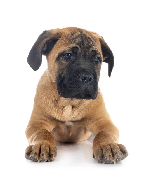 Chiot Italien Mastiff Face Fond Blanc — Photo