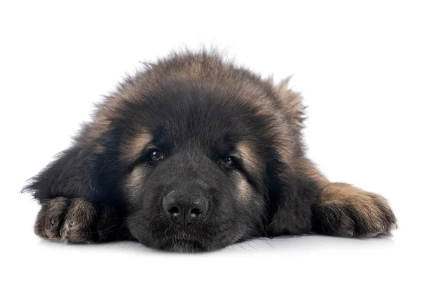 Puppy Leonberger Front White Background — Stock Photo, Image