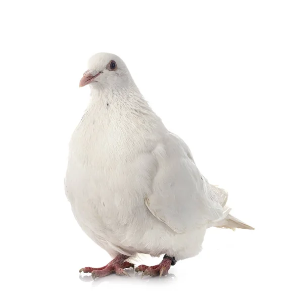 Texan Pigeon Front White Background — Stock Photo, Image