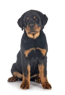 Beyaz arkaplan önünde köpek yavrusu rottweiler