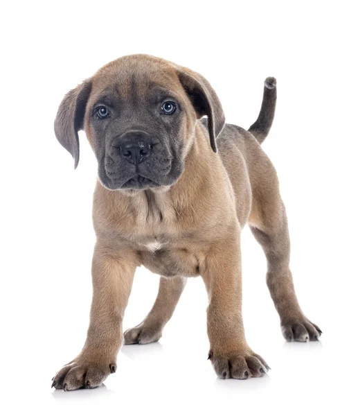 Cucciolo Mastino Italiano Davanti Sfondo Bianco — Foto Stock