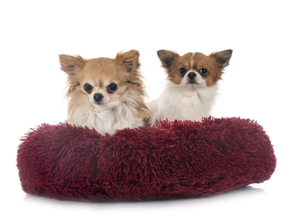 Little Chihuahuas Front White Background — Stock Photo, Image