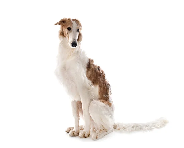 Fiatal Borzoi Előtt Fehér Háttér — Stock Fotó