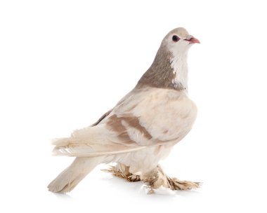 Beyaz arka planda Lahor güvercini