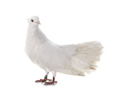 Beyaz arkaplan önünde Hint Fantail