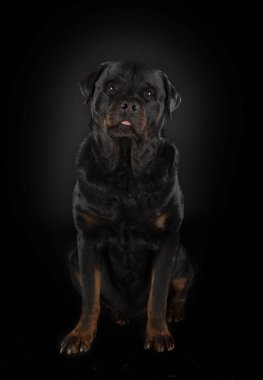 Siyah arkaplan önünde safkan rottweiler