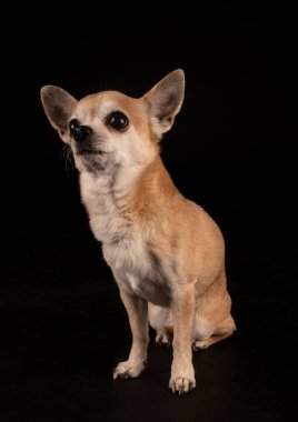 Siyah arka planda küçük bir chihuahua.