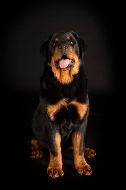 Siyah arkaplan önünde safkan rottweiler