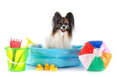 Beyaz arkaplan önünde papillon köpekler