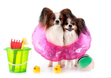 Beyaz arkaplan önünde papillon köpekler