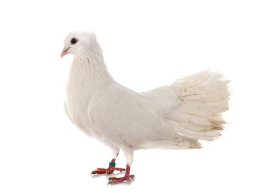 Beyaz arkaplan önünde Hint Fantail