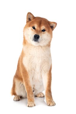Beyaz arkaplan önünde shiba inu
