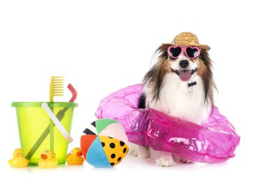 Beyaz arkaplan önünde papillon köpek