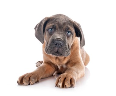 Beyaz arka planda köpek yavrusu İtalyan mastifi.