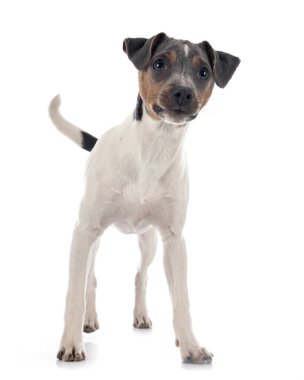 Beyaz arkaplan önünde Brezilya Teriyeri