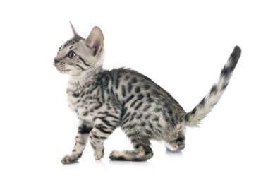 Bengal kedisi beyaz arka planda