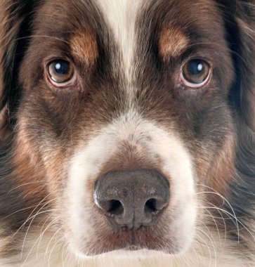 Avustralya çobanı beyaz arka planda.