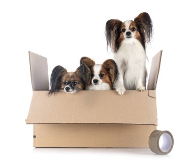 Beyaz arkaplan önünde papillon köpekler