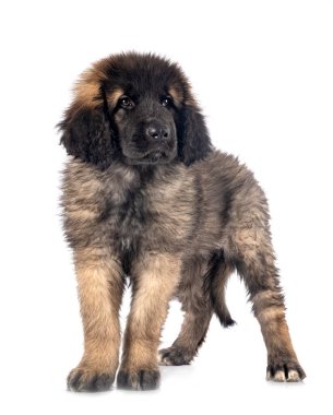 Beyaz arka planda köpek yavrusu Leonberger