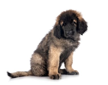 Beyaz arka planda köpek yavrusu Leonberger