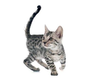 Bengal kedisi beyaz arka planda