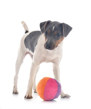 Beyaz arkaplan önünde Brezilya Teriyeri