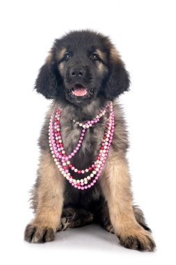 Beyaz arka planda köpek yavrusu Leonberger