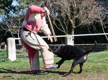 Bahçede çalışan köpek eğitimi