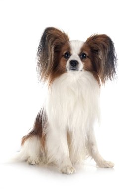 Beyaz arkaplan önünde papillon köpek