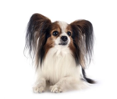 Beyaz arkaplan önünde papillon köpek