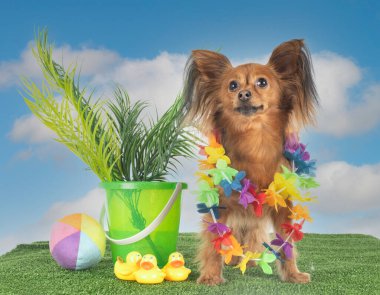 Russkiy Oyuncak beyaz arkaplan önünde