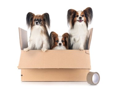 Beyaz arkaplan önünde papillon köpekler