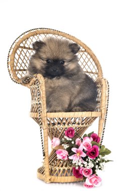 Beyaz arkaplan önünde genç pomeranian