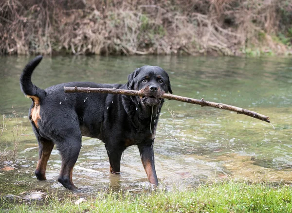 Καθαρόαιμο Rottweiler Παίζει Στη Φύση Χειμώνα — Φωτογραφία Αρχείου