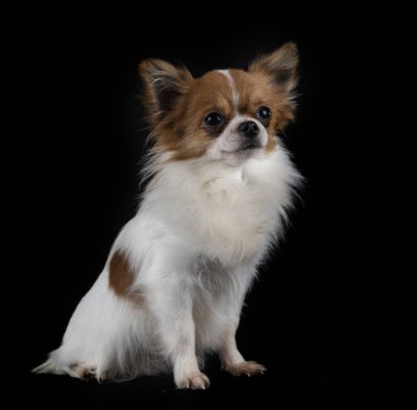 Siyah arka planda küçük bir chihuahua.