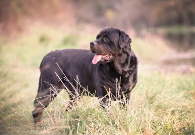 Safkan Rottweiler baharda doğada yürüyor.
