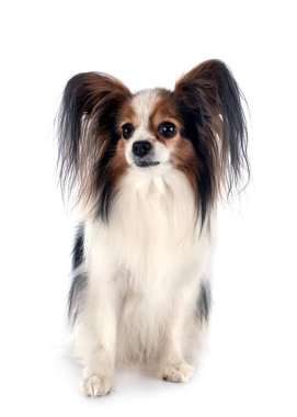 Beyaz arkaplan önünde papillon köpek
