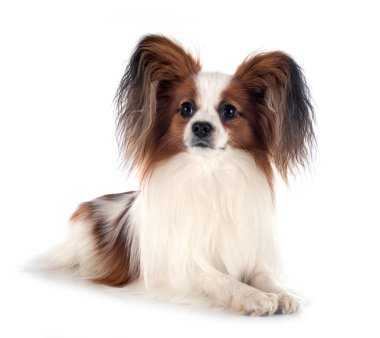 Beyaz arkaplan önünde papillon köpek