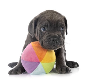 Beyaz arka planda köpek yavrusu İtalyan mastifi.