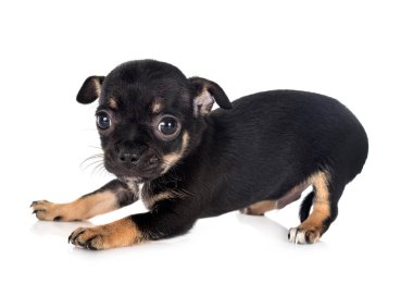 Beyaz arka planda küçük bir chihuahua