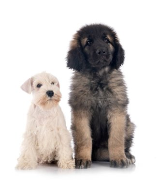 Minyatür schnauzer ve Leonberger beyaz arkaplanın önünde