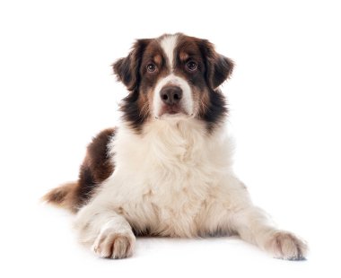 Avustralya çobanı beyaz arka planda.