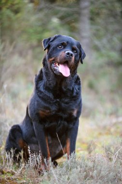 Safkan Rottweiler baharda doğada yürüyor.
