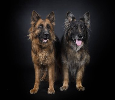 Alman çobanları siyah arkaplanın önünde